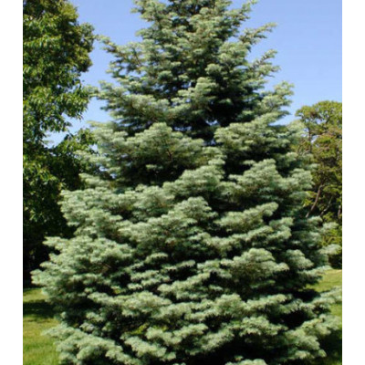 Пихта Фабри