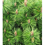 Сосна Густоцветковая Jane Kluis Сосна Густоцветковая Jane Kluis