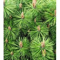 Сосна Густоцветковая Jane Kluis