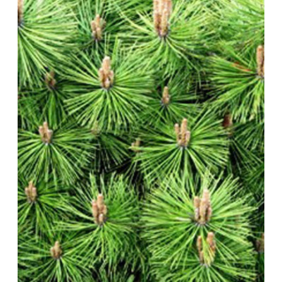 Сосна Густоцветковая Jane Kluis