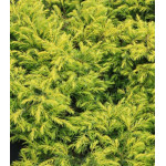 Можжевельник Обыкновенный Depressa Aurea Можжевельник Обыкновенный Depressa Aurea