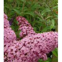 Буддлея Давида видовая Розовая