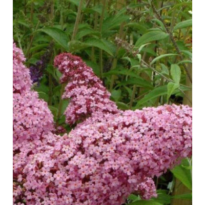 Буддлея Давида видовая Розовая