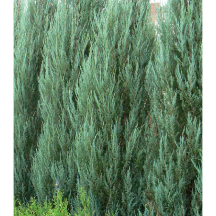 Можжевельник Скальный Skyrocket Можжевельник Скальный Skyrocket