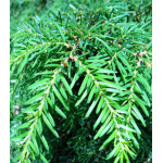 Тсуга Западная