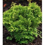 Туя Западная Trompenburg Туя Западная Trompenburg