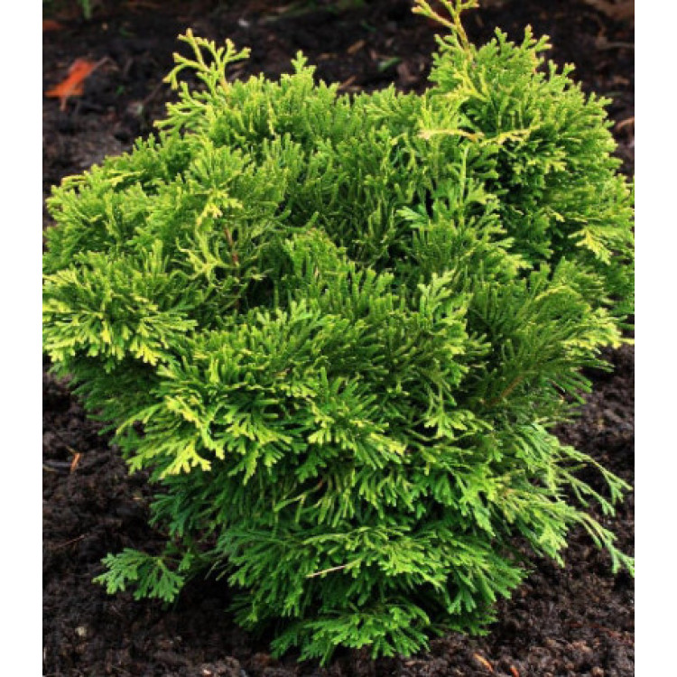 Туя Западная Trompenburg Туя Западная Trompenburg