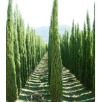 Кипарис Вечнозеленый Форма Пирамидальная Кипарис Вечнозеленый Форма Пирамидальная