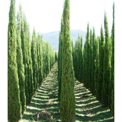 Кипарис Вечнозеленый Форма Пирамидальная