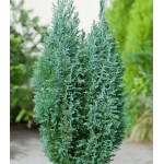 Кипарисовик Лавсона Ellwoodii Кипарисовик Лавсона Ellwoodii