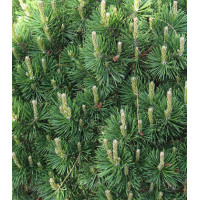 Сосна Горная Карликовая