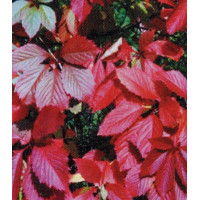 Виноград девичий пятилисточковый Серенада