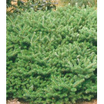 Пихта Корейская Compact Dwarf Пихта Корейская Compact Dwarf