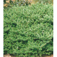 Пихта Корейская Compact Dwarf