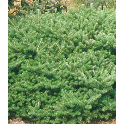 Пихта Корейская Compact Dwarf
