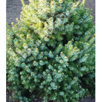 Ель Сербская Nana