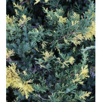 Можжевельник Китайский Expansa Variegata