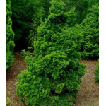 Кипарисовик тупой Красавец Кипарисовик тупой Красавец