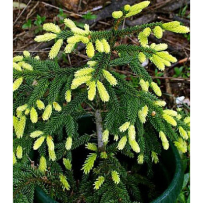 Ель Восточная «Aureospicata»