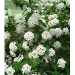 Спирея китайская Метелица Спирея китайская Метелица