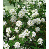 Спирея китайская Метелица