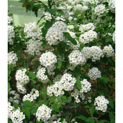 Спирея китайская Метелица