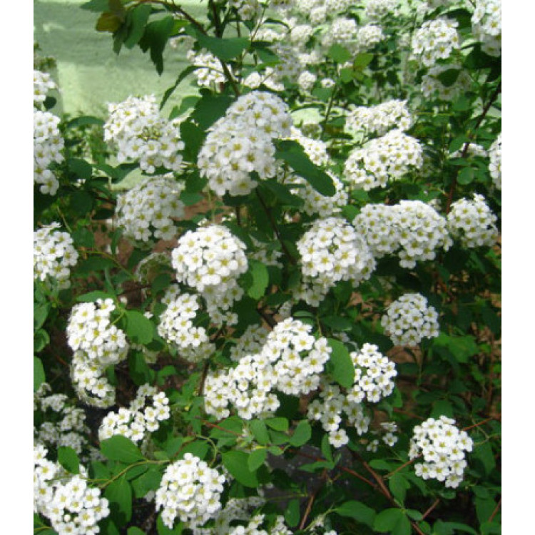 Спирея китайская Метелица Спирея китайская Метелица