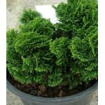 Кипарисовик Туполистный Pygmaea Кипарисовик Туполистный Pygmaea