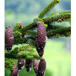 Ель Глена Ель Глена