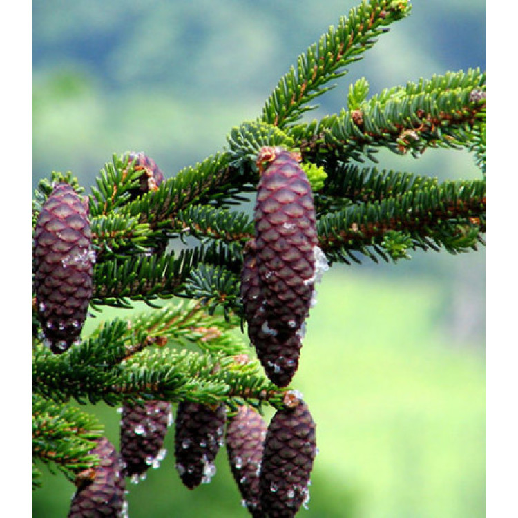 Ель Глена Ель Глена