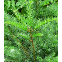 Тис Остроконечный