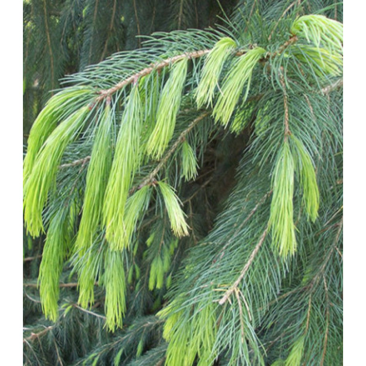 Ель Гималайская Ель Гималайская