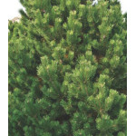 Сосна Горная Columnaris Сосна Горная Columnaris