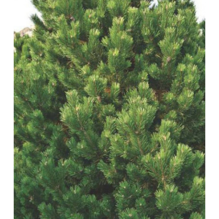 Сосна Горная Columnaris Сосна Горная Columnaris