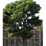 Сосна Ладанная Сосна Ладанная