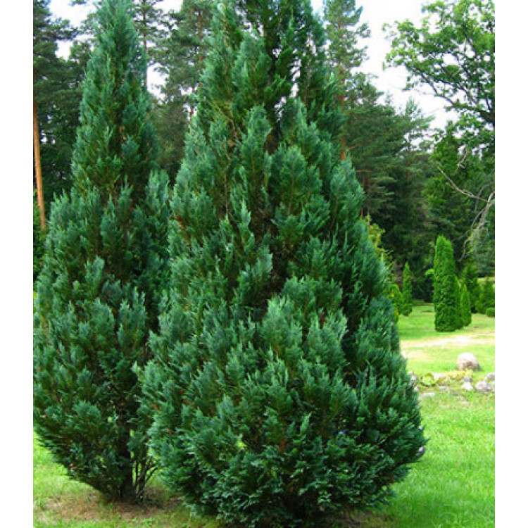 Кипарисовик Лавсона Columnaris Кипарисовик Лавсона Columnaris