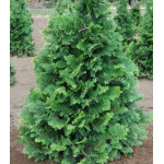 Кипарисовик Туполистный Compacta Кипарисовик Туполистный Compacta