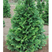 Кипарисовик Туполистный Compacta