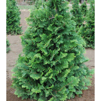 Кипарисовик Туполистный Compacta