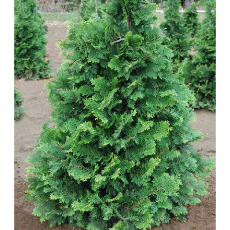 Кипарисовик Туполистный Compacta Кипарисовик Туполистный Compacta