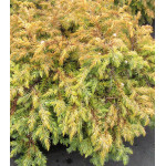 Можжевельник Прибрежный All Gold Можжевельник Прибрежный All Gold