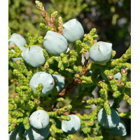 Можжевельник Жесткосемянный