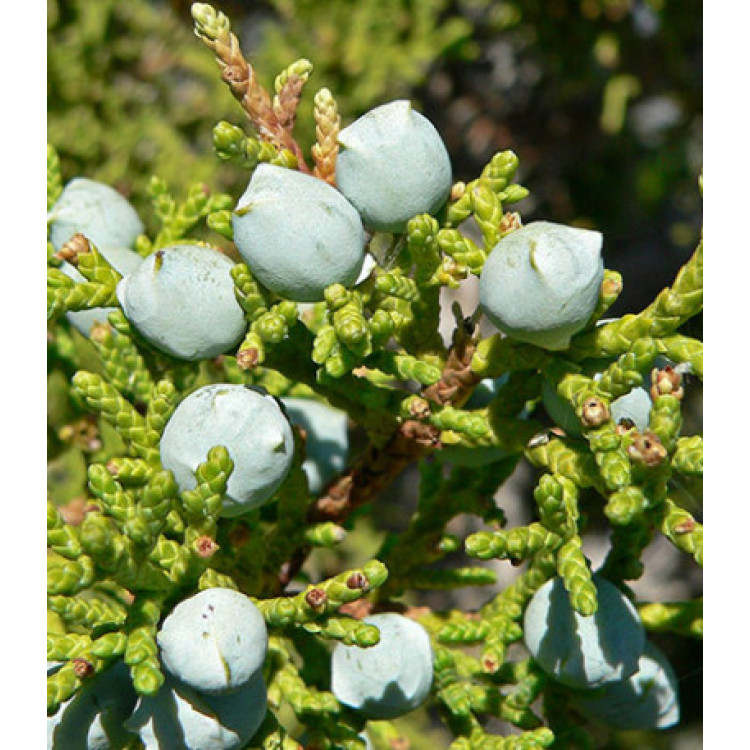 Можжевельник Жесткосемянный Можжевельник Жесткосемянный