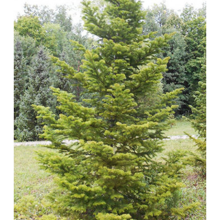 Пихта Белокорая Пихта Белокорая