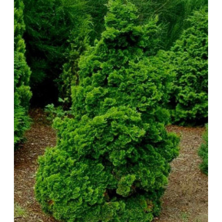 Кипарисовик тупой Красавец Кипарисовик тупой Красавец