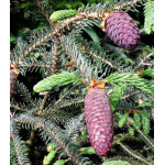 Ель Лицзянская Ель Лицзянская