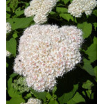 Спирея Фрица Спирея Фрица