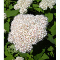 Спирея Фрица