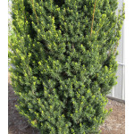 Тис Средний Hicksii Тис Средний Hicksii