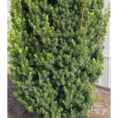 Тис Средний Hicksii